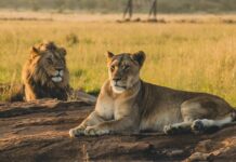Día Mundial del León: 9 Datos Sorprendentes sobre el Rey de la Selva