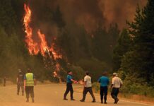Día Mundial de la Prevención de Incendios Forestales: 5 Claves para Proteger Nuestros Bosques