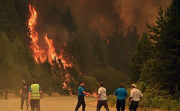 Día Mundial de la Prevención de Incendios Forestales: 5 Claves para Proteger Nuestros Bosques