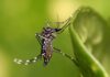 El Dengue No Toma Vacaciones: Riesgos Durante el Invierno