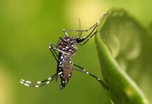 El Dengue No Toma Vacaciones: Riesgos Durante el Invierno