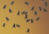 El Impactante Espectáculo de Mariposas que Cautiva a Buenos Aires
