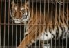 Rescatan a 30 felinos: Un nuevo comienzo en santuarios especializados