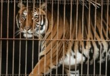 Rescatan a 30 felinos: Un nuevo comienzo en santuarios especializados