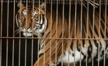 Rescatan a 30 felinos: Un nuevo comienzo en santuarios especializados