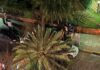 Una Palmera del Jardín Botánico Cae y Aplasta un Auto en Palermo