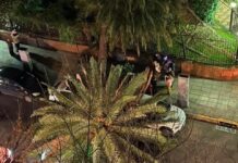Una Palmera del Jardín Botánico Cae y Aplasta un Auto en Palermo