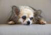 ¿Cuándo comienza realmente a envejecer tu perro? Descubre los factores clave