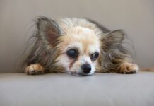 ¿Cuándo comienza realmente a envejecer tu perro? Descubre los factores clave