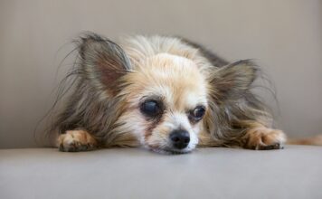 ¿Cuándo comienza realmente a envejecer tu perro? Descubre los factores clave