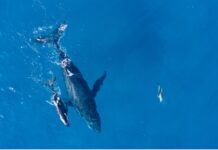 Orcas y delfines: Un límite evolutivo que los ata al océano para siempre