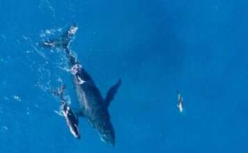 Orcas y delfines: Un límite evolutivo que los ata al océano para siempre