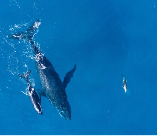 Orcas y delfines: Un límite evolutivo que los ata al océano para siempre