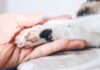 Los secretos de la anatomía felina: ¿Por qué los gatos tienen menos dedos?