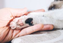 Los secretos de la anatomía felina: ¿Por qué los gatos tienen menos dedos?