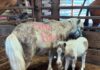 Una Mini Yegua y Su Potrillo Rescatados de la Subasta: La Historia de Mary Jane y Moose