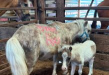 Una Mini Yegua y Su Potrillo Rescatados de la Subasta: La Historia de Mary Jane y Moose