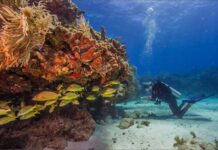 Científicos trasladan 3500 corales de Florida para salvarlos del blanqueamiento