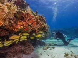 Científicos trasladan 3500 corales de Florida para salvarlos del blanqueamiento