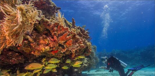 Científicos trasladan 3500 corales de Florida para salvarlos del blanqueamiento