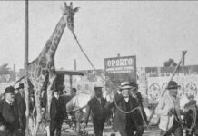El curioso traslado de la jirafa Mimí que asombró a Buenos Aires en 1912