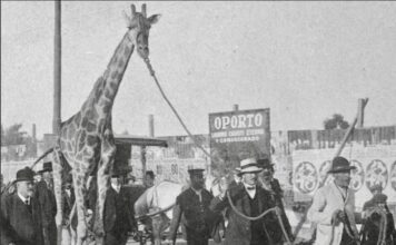 El curioso traslado de la jirafa Mimí que asombró a Buenos Aires en 1912