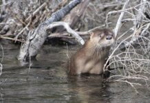 El Huillín Regresa al Parque Nacional Los Alerces Tras Cuatro Décadas de Ausencia