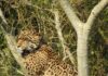 El Regreso del Yaguareté: Una Historia de Supervivencia en Iberá