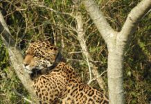 El Regreso del Yaguareté: Una Historia de Supervivencia en Iberá