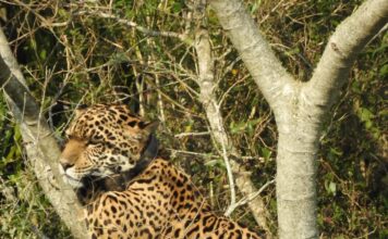 El Regreso del Yaguareté: Una Historia de Supervivencia en Iberá