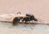 Hormigas aladas: El fenómeno natural que sorprende tras la lluvia