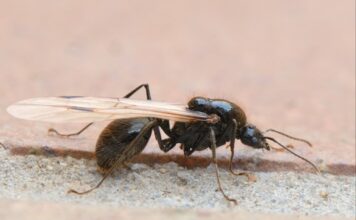 Hormigas aladas: El fenómeno natural que sorprende tras la lluvia