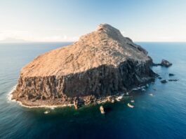 La increíble recuperación de la isla Redonda tras la erradicación de ratas y cabras