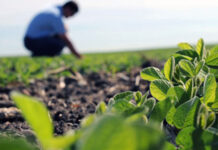 Historias que Inspiran: Agrónomos y Veterinarios en el Corazón del Campo Argentino