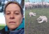 Los ataques de pumas amenazan la ganadería en el campo argentino