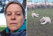 Los ataques de pumas amenazan la ganadería en el campo argentino