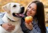Las 5 Frutas Seguras para Compartir con Tu Perro Según Expertos