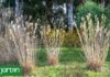 Las Flores Secas: La Nueva Tendencia en Diseño de Jardines
