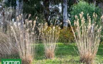 Las Flores Secas: La Nueva Tendencia en Diseño de Jardines