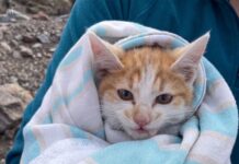 Un paseo familiar en los Andes termina en un emotivo rescate: la historia de Pipina