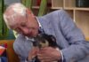 La emotiva despedida de un anciano y su perro conmueve a España