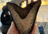 Descubren Dientes de Megalodón en el Pacífico: Revelaciones sobre el Gigante Marino