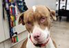 Un perro ciego encuentra un nuevo hogar tras ser rescatado en una tienda