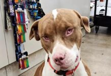 Un perro ciego encuentra un nuevo hogar tras ser rescatado en una tienda