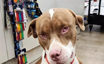 Un perro ciego encuentra un nuevo hogar tras ser rescatado en una tienda