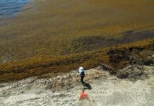 Sargazo: El Fenómeno que Amenaza las Playas de Ensueño