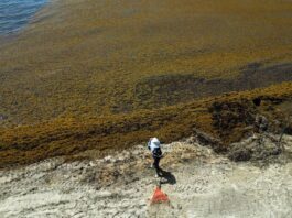 Sargazo: El Fenómeno que Amenaza las Playas de Ensueño