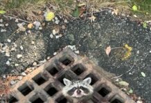 Heroico rescate de un mapache atrapado en una rejilla de alcantarilla