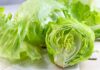 Estados Unidos investiga brote de ciclosporiasis vinculado a lechuga de Guanajuato