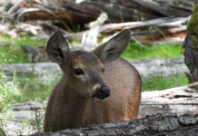 El Huemul: Un Plan Ambicioso para su Repoblación en la Patagonia